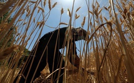 Iraqi farmer harvests wheat. Photo: Safin Hamed / AFP