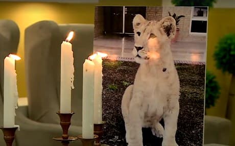 An invitation for the first birthday of a lion in Duhok, Kurdistan Region, Iraq. Photo: Rudaw video