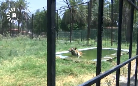 إنشاء مسابح للحيوانات في حديقة بغداد لمواجهة الحر رووداو نيت