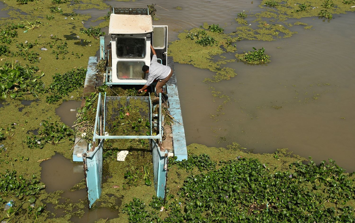 Water hyacinth pest chokes Iraq's vital waterways
