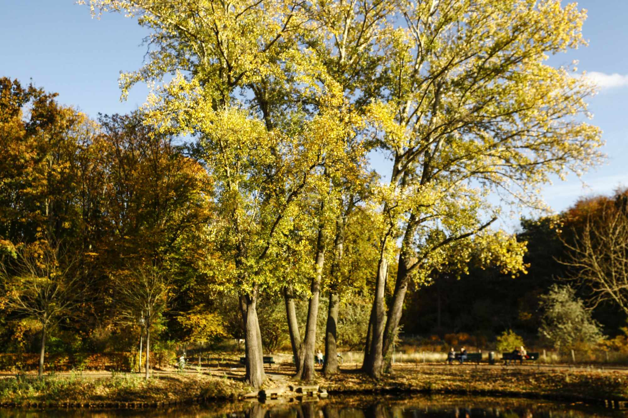 Fotoğraflarla Berlin’de sonbahar