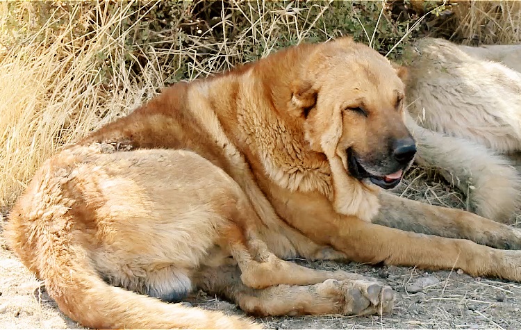 One of the Pshdar dogs raised by Milad. Photo: Rudaw
