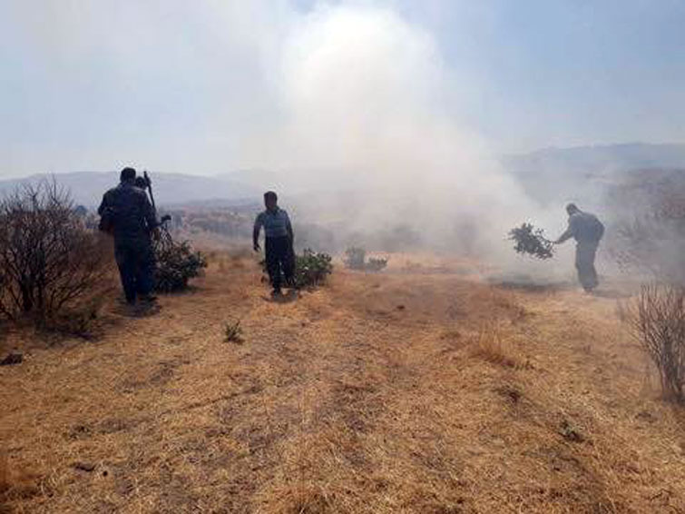 زیاتر لە دوو هەزار داری بەڕوو بەهۆی ئاگرەکە سووتاون