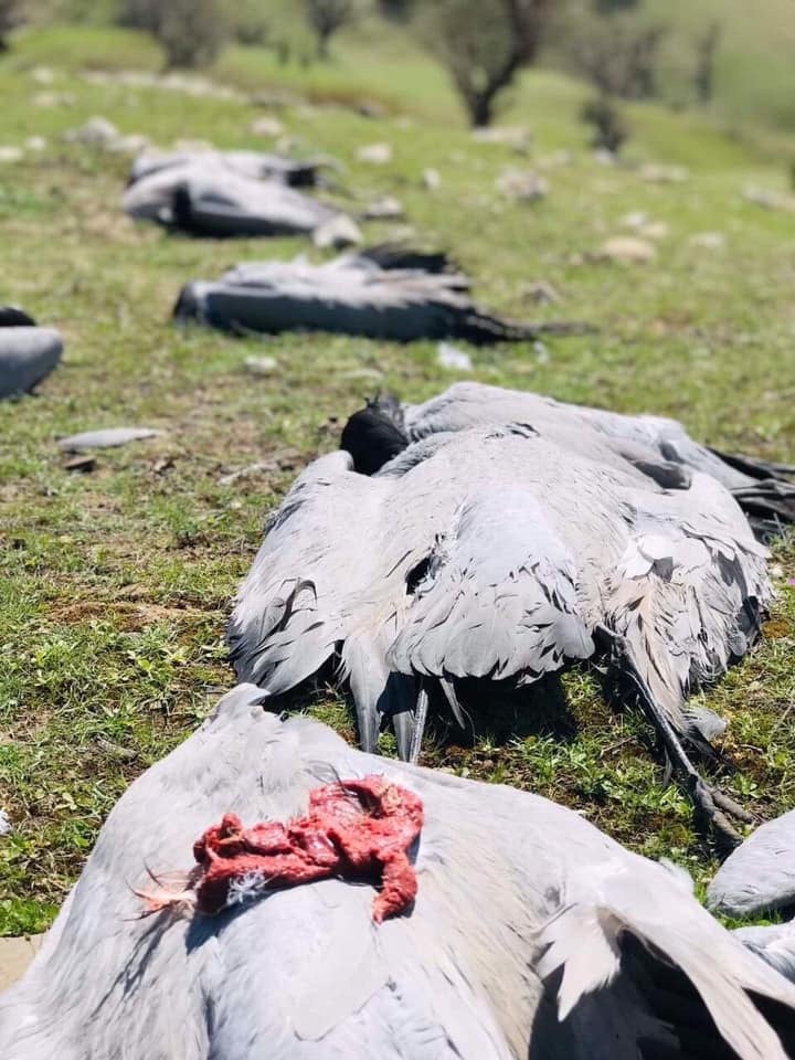 وێنەی قاز و قورینگەکان