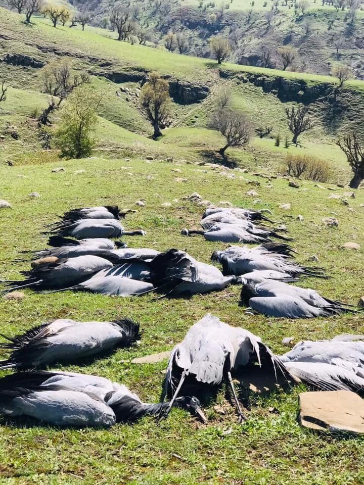 وێنەی قاز و قورینگەکان