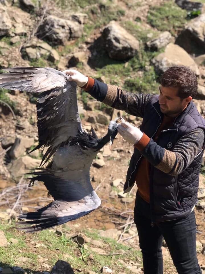 محەممەد عەبدوڵڵا کارمەندی ناشناڵ پارکی ھەڵگورد-سەکران یەکێک لە قازەکانی بەدەستەوە گرتووە
