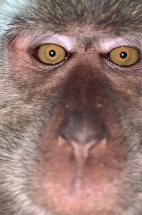 وێنەی سێڵفی مەیموونەکە