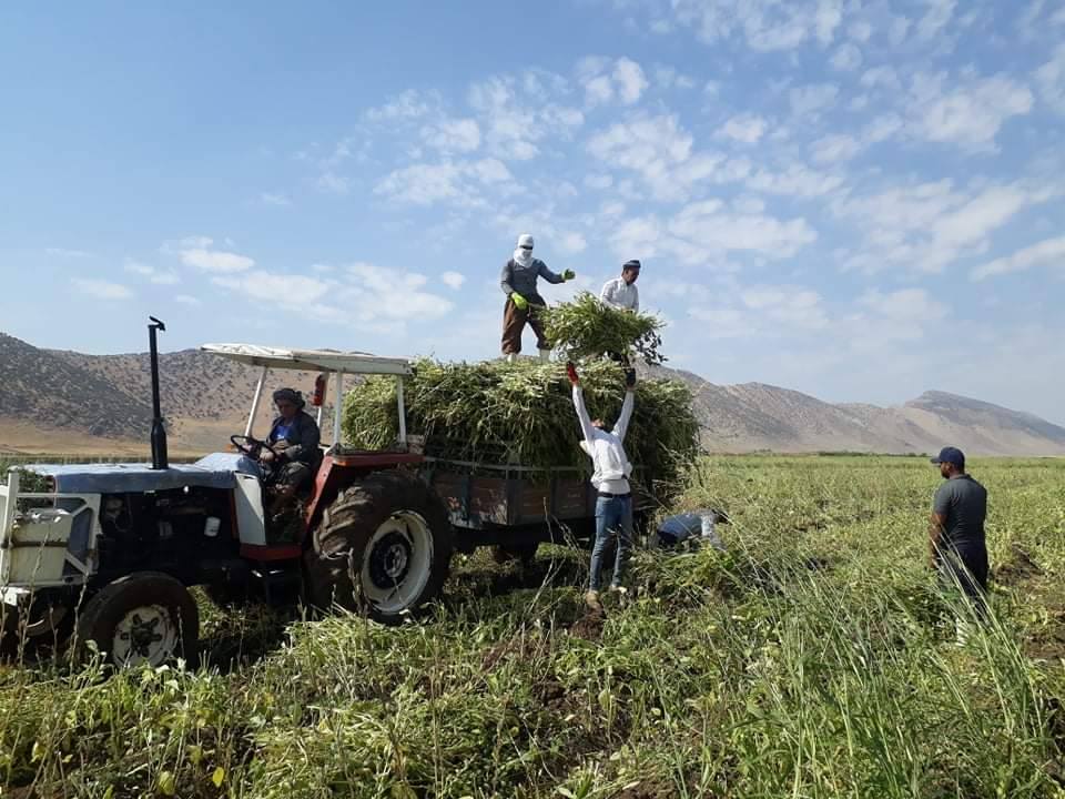 کۆکردنەوەی کونجی لەسەر پەرێز لە دەشتی بیتوێن