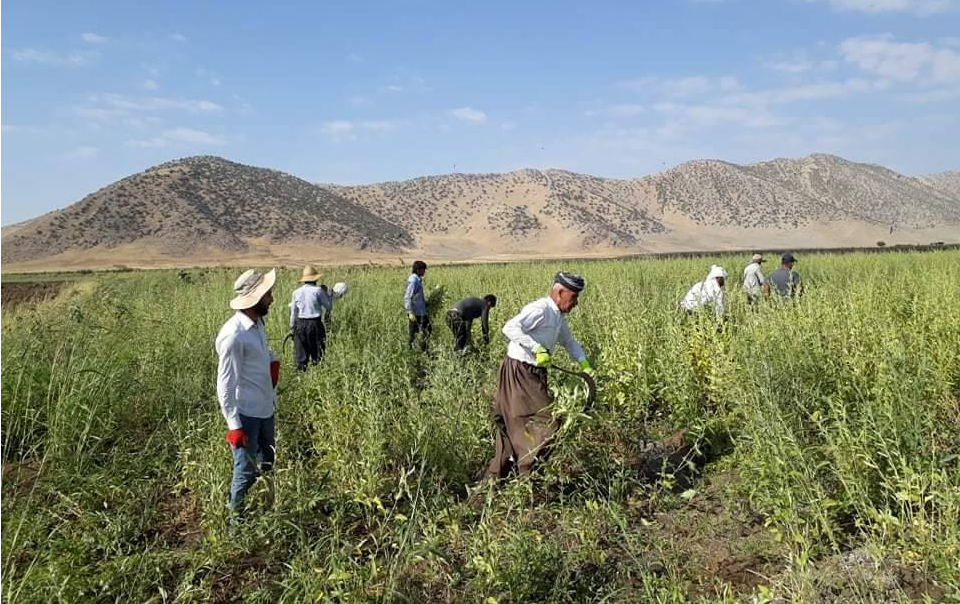 دروێنەی کونجی لە دەشتی بیتوێن