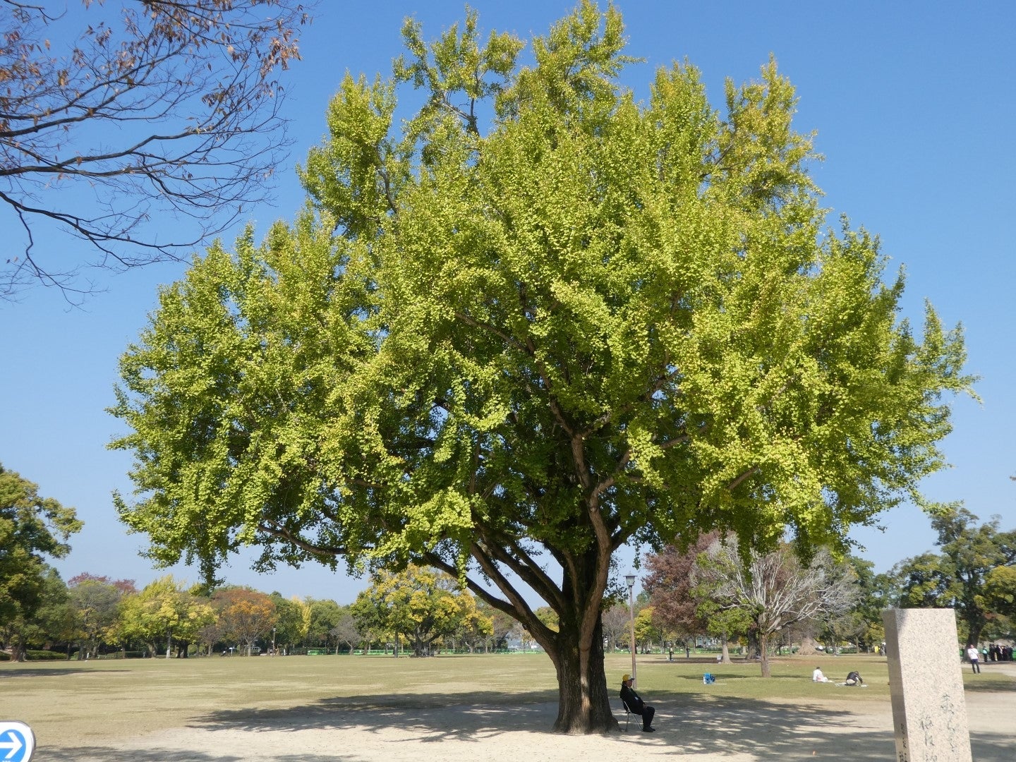 داری جینکۆ داری جینکۆ