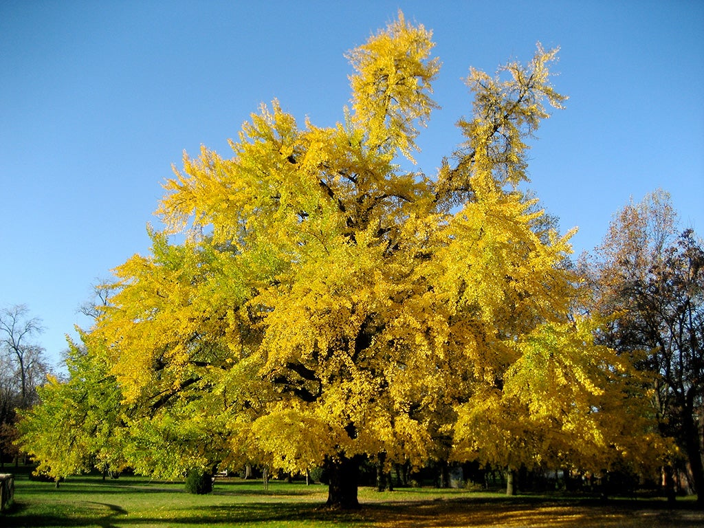 داری جینکۆ لە وەرزی پایزدا داری جینکۆ لە وەرزی پایزدا