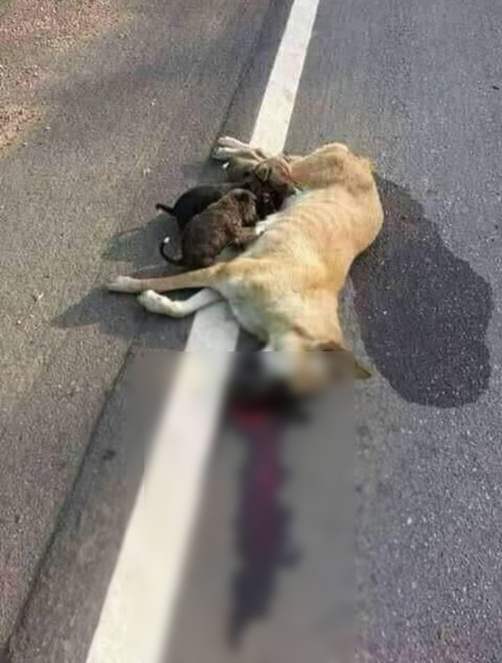 دیمەنی سەگێکی مردوو و دوو بەچکەکەی 