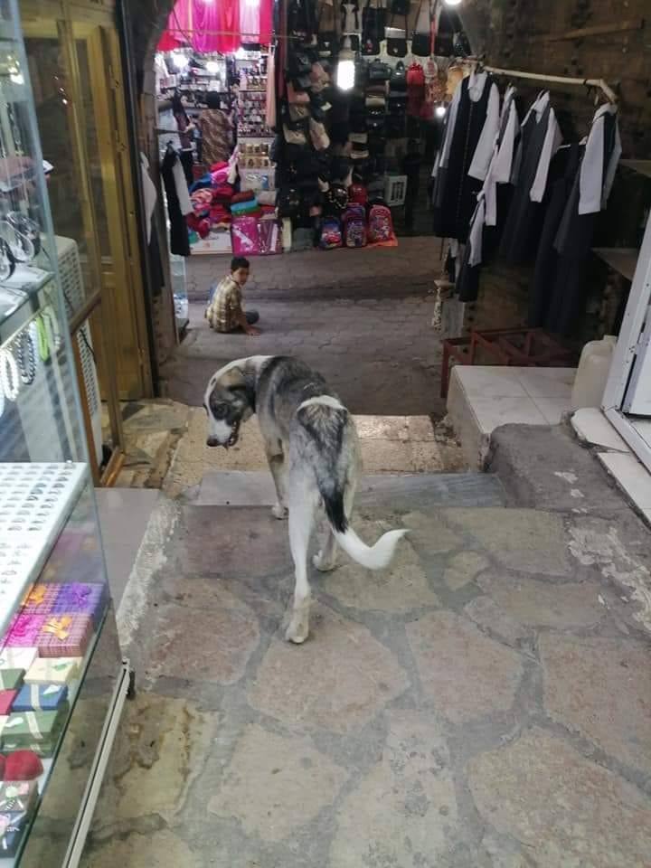 وێنەی سەگێکی بەرەڵا لەنێو بازاڕی کۆیەی سەر بە پارێزگای هەولێر وێنەی سەگێکی بەرەڵا لەنێو بازاڕی کۆیەی سەر بە پارێزگای هەولێر