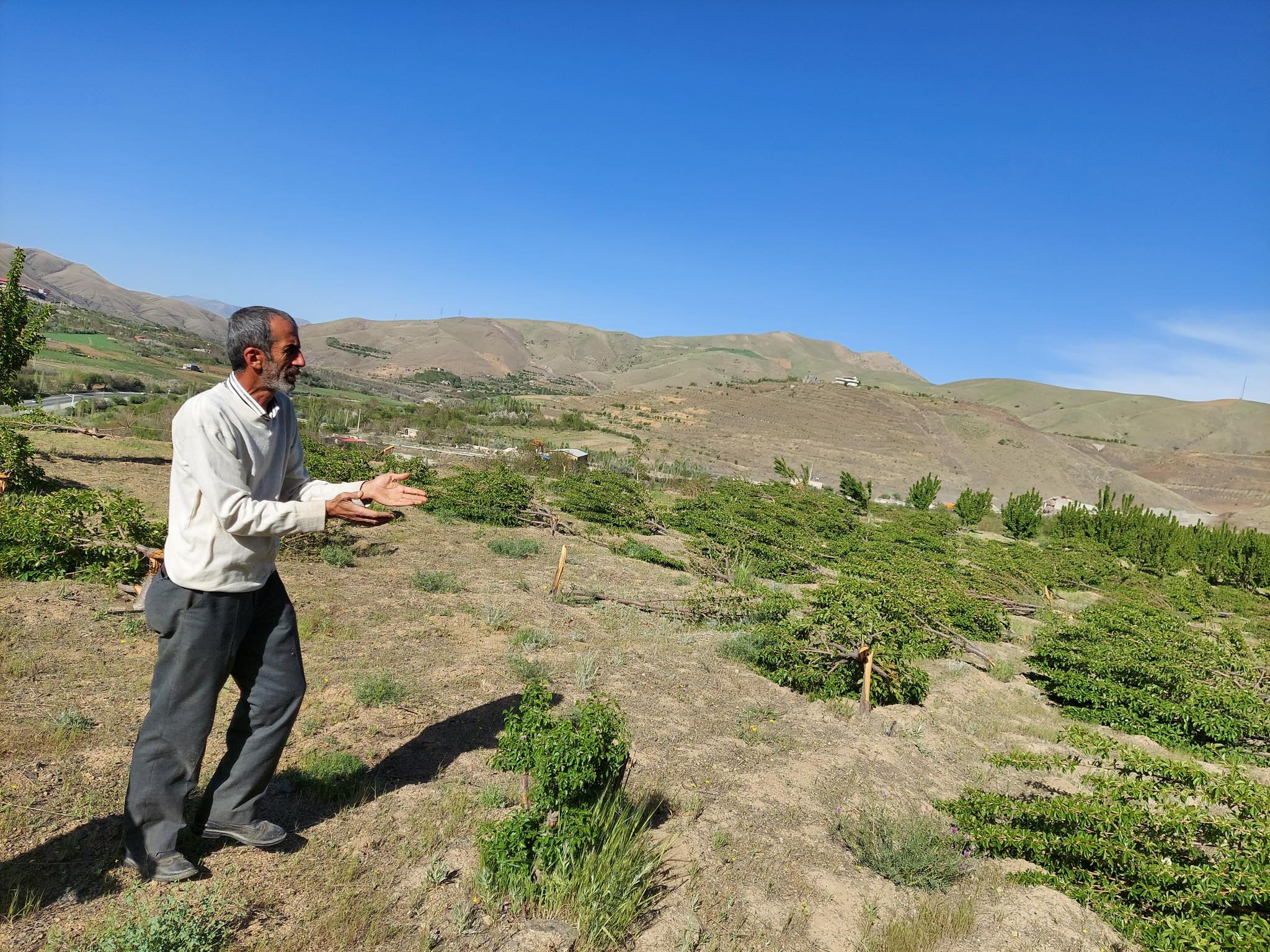 مراد زارعی لەنێو دارە بڕاوەکانیدا. وێنە: رووداو