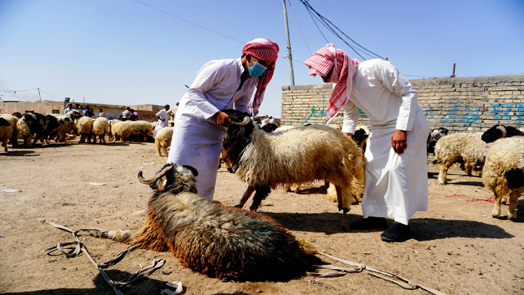 ساحة لبيع الاغنام