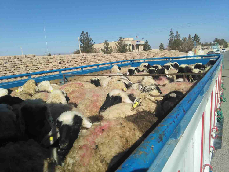 أغنام ايرانية