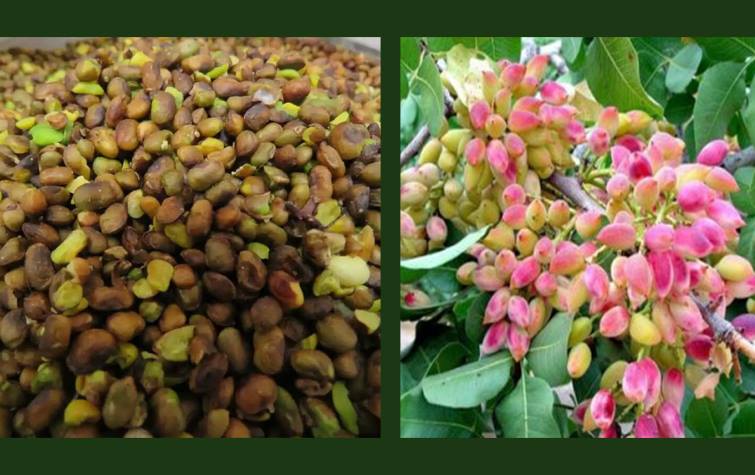 قاوەی کوردی زیاتر بە قاوەی قەزوان ناسراوە