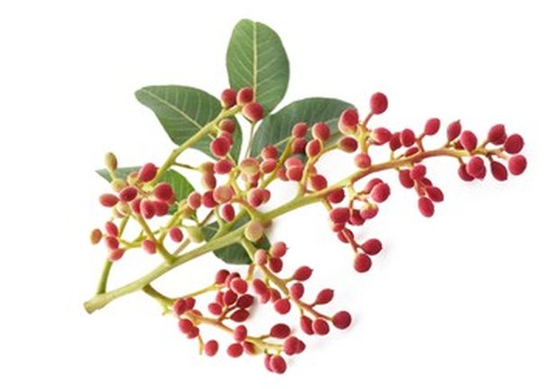 قەزوان بەرزایی تاوەکو ده مەتر بەرزدەبێت. گەڵاکانی لەنێوان 10 بۆ 20 cm (3,9-7,9 inch) درێژه. بەرەکەی 5–7 ملم دهبێت و سەر بە بنەماڵە داری (cashewfamilie , Anacardiaceae) يه