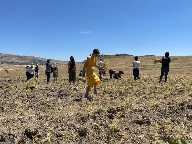 Şamik mezrası nohut hasadı