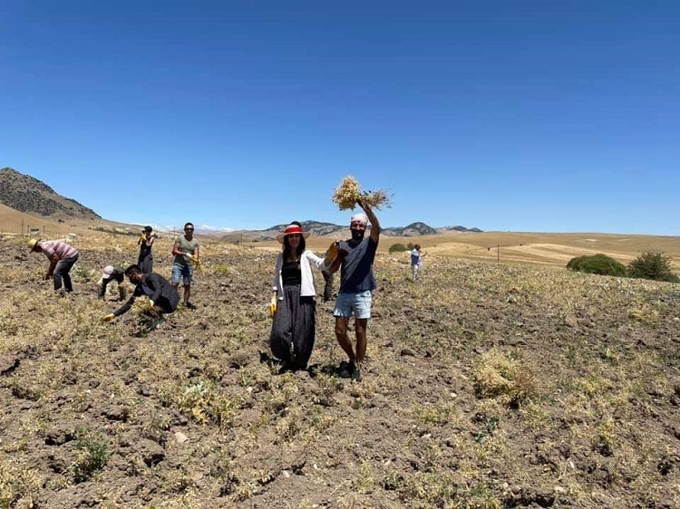 Seda Canpolat ve Erkan Çelik'e ait nohut tarlsı