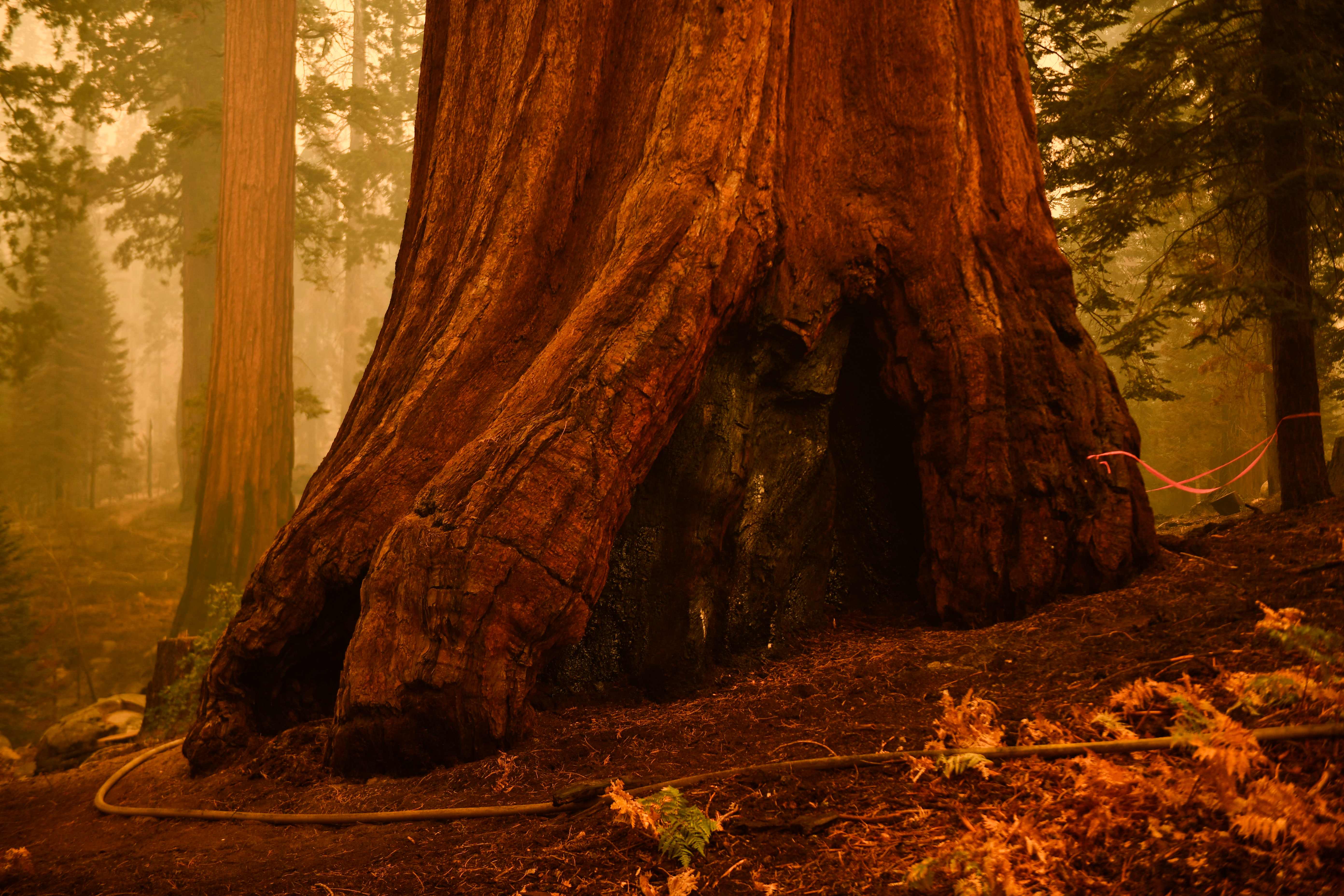 یەکێک لە دارەکانی پارکی نیشتمانیی سکوایەر. وێنە:Patrick T. FALLON / AFP