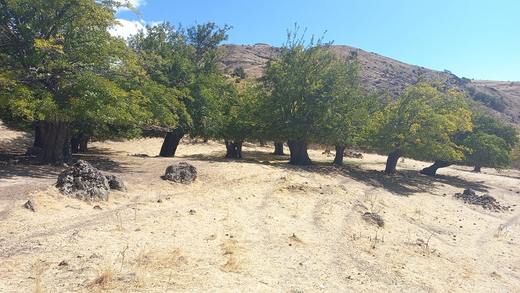 Foto: Ali Haydar Gözlü / Rûdaw