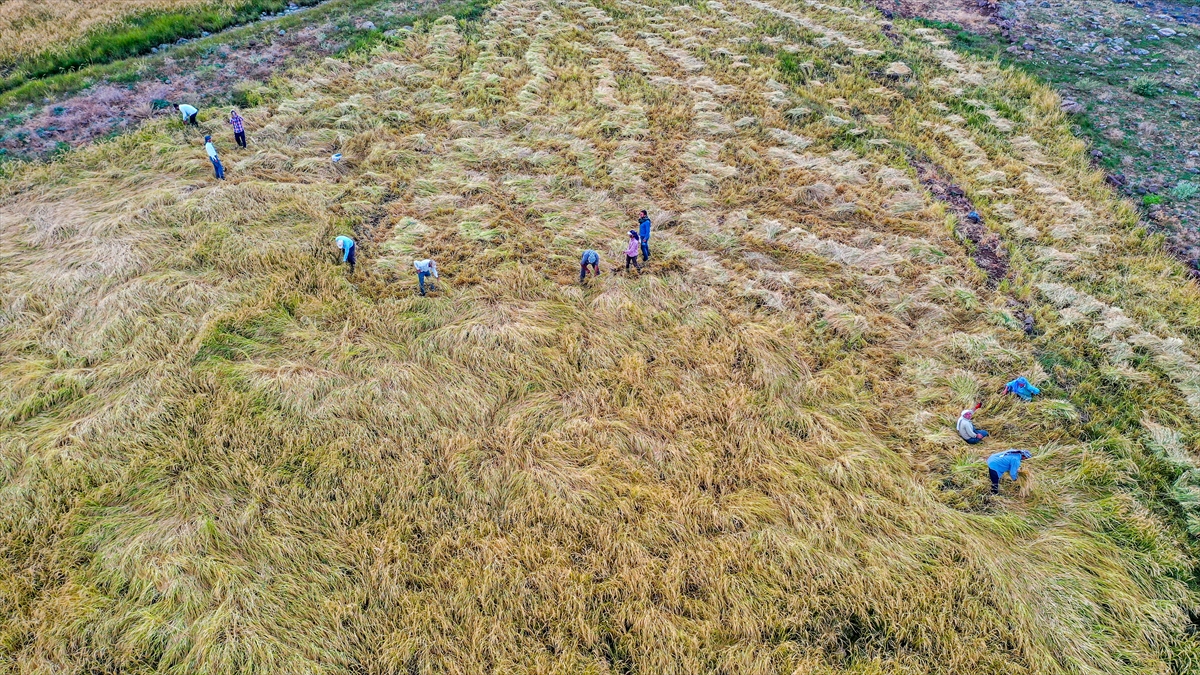 Hasat edilmiş Karacadağ pirinci