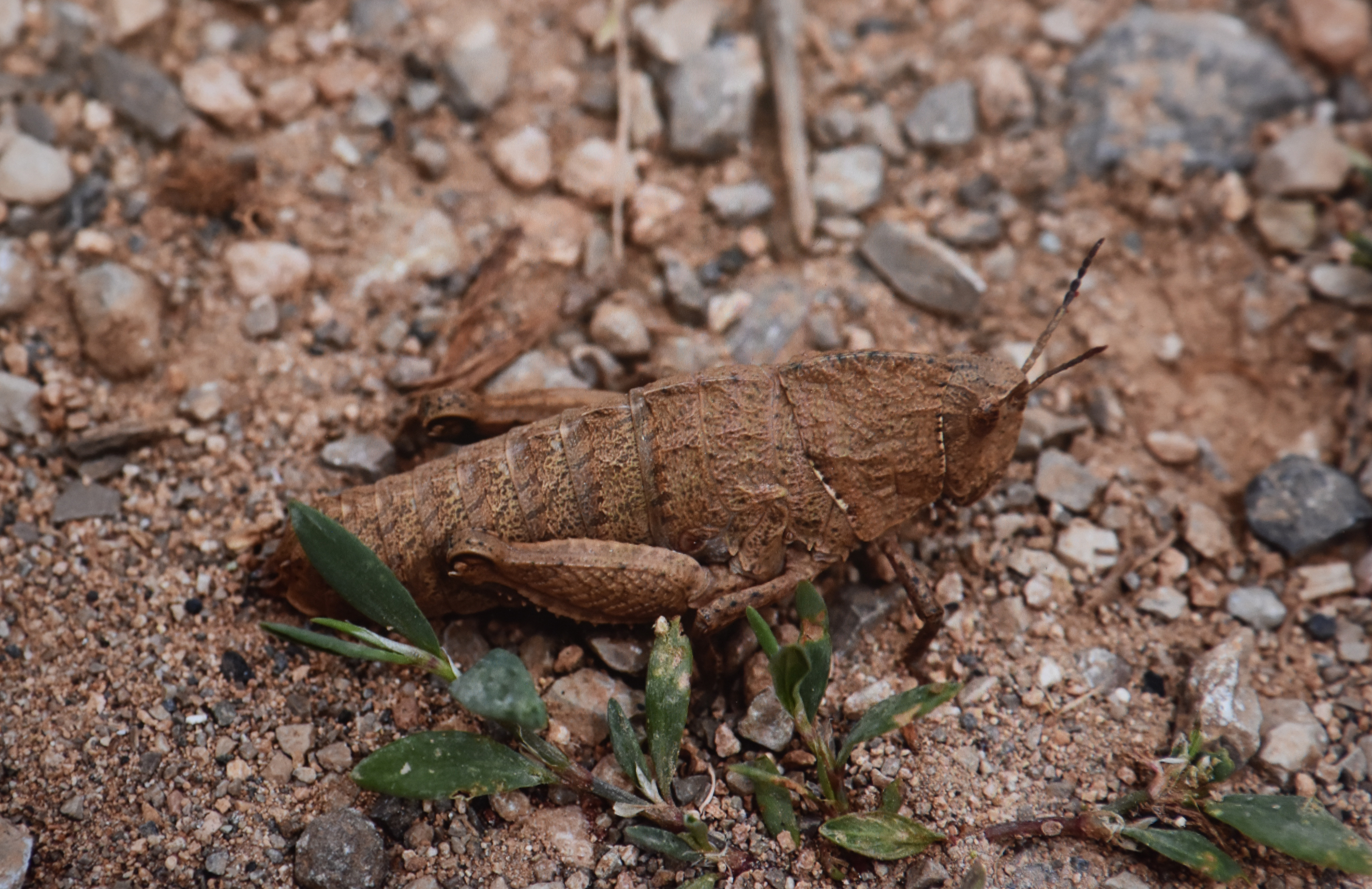 Kayıt altına alınan çekirge türlerinden biri