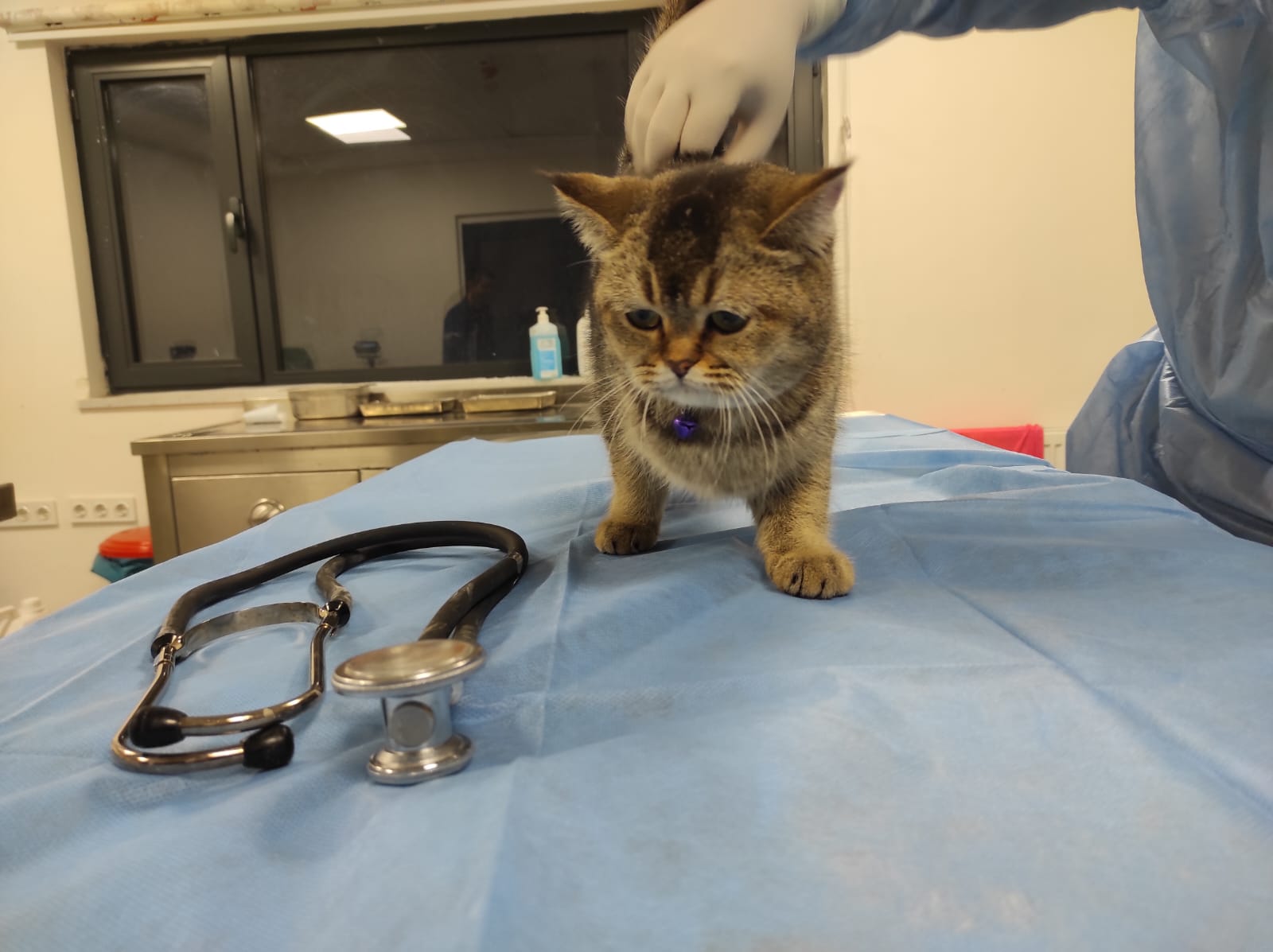 Kurtarılan kedilerden biri. / AA