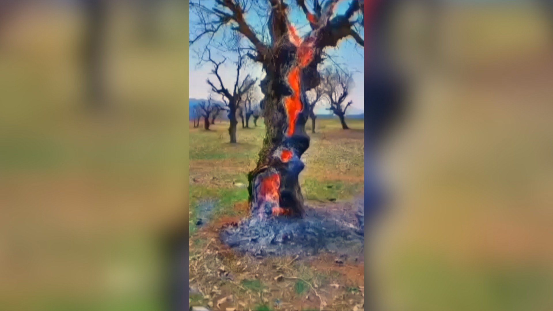 Footage of the tree being consumed by fire. Photo: Submitted