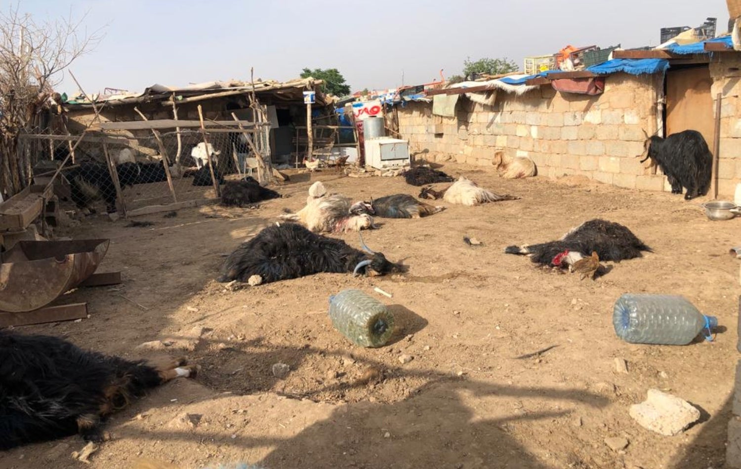 بزنە مرداربووەکان