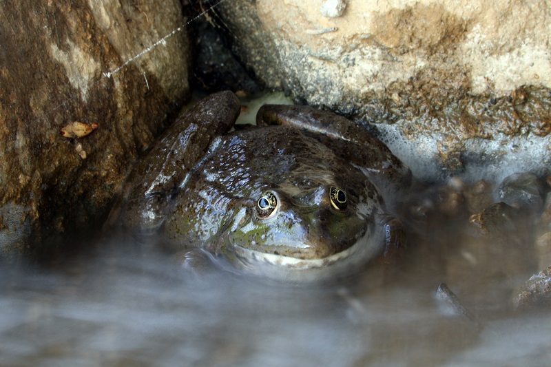 Ağrı Dağı civarında 31 sürüngen ve amfibi türü yaşıyor