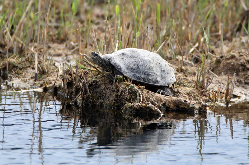 Ağrı Dağı civarında 31 sürüngen ve amfibi türü yaşıyor