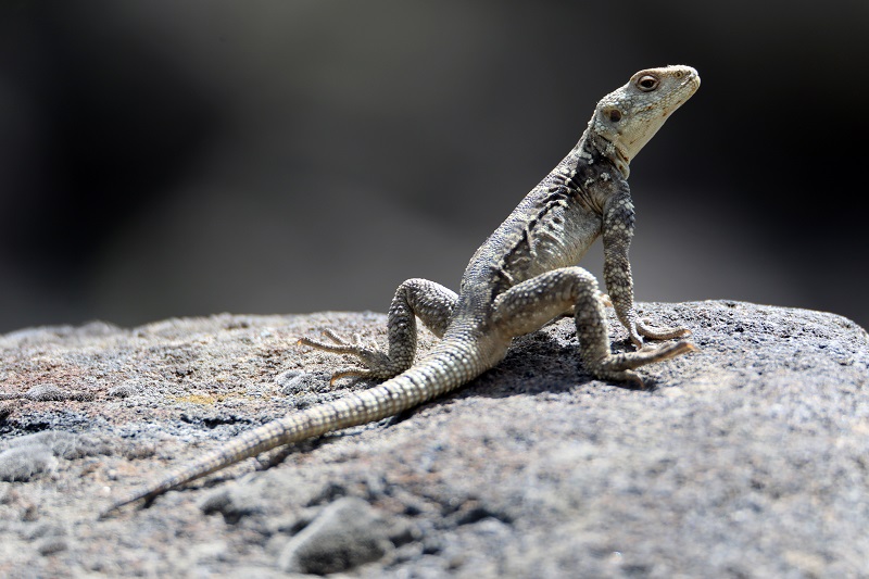 Ağrı Dağı civarında 31 sürüngen ve amfibi türü yaşıyor