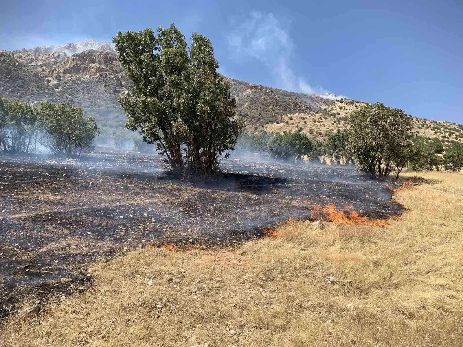بەشێکی ئەو دارانەی سووتاون تەمەنیان لەنێوان 20 بۆ 100 ساڵە، وێنە: ئەندام جەبار - رووداو