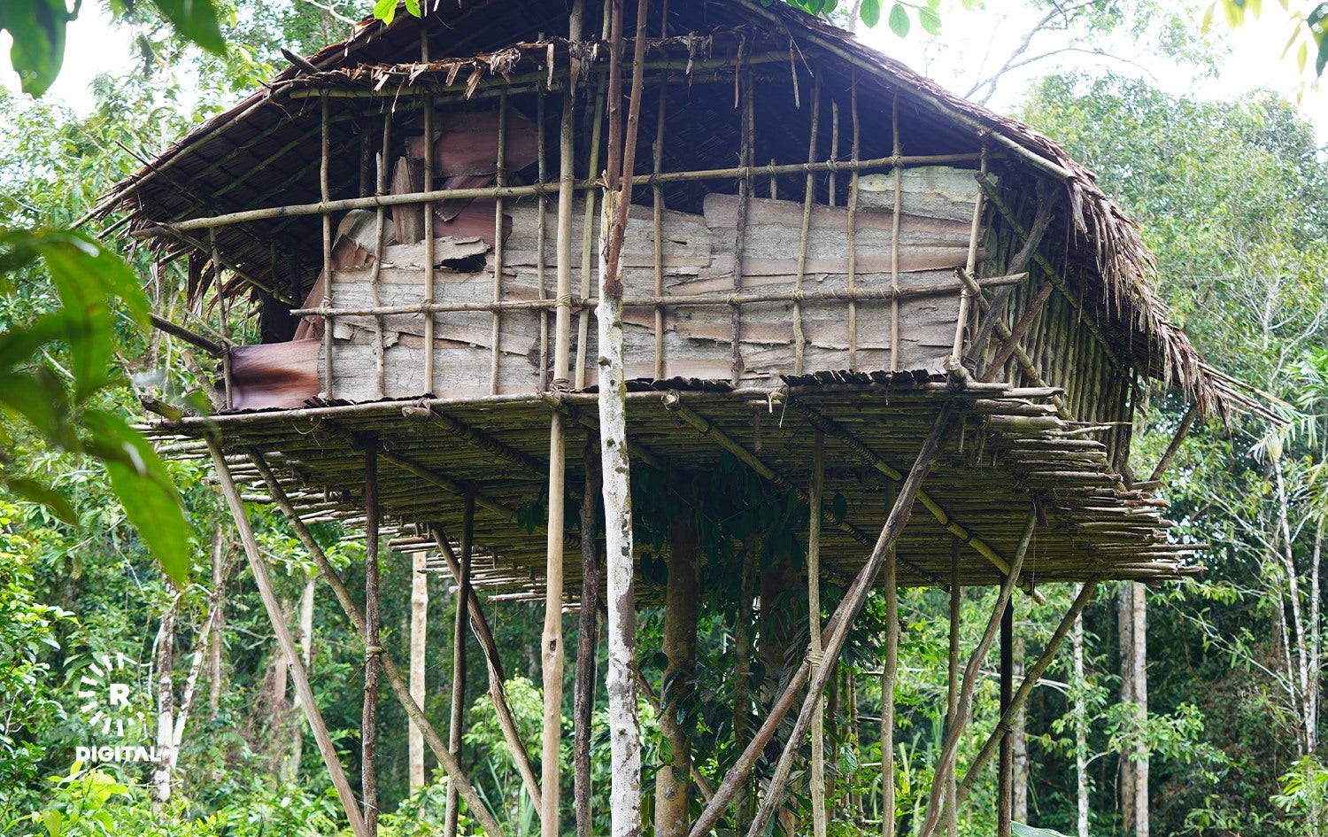 کۆرۆواییەکان خانووەکانیان بەسەر دارەکانەوە دروستدەکەن.
