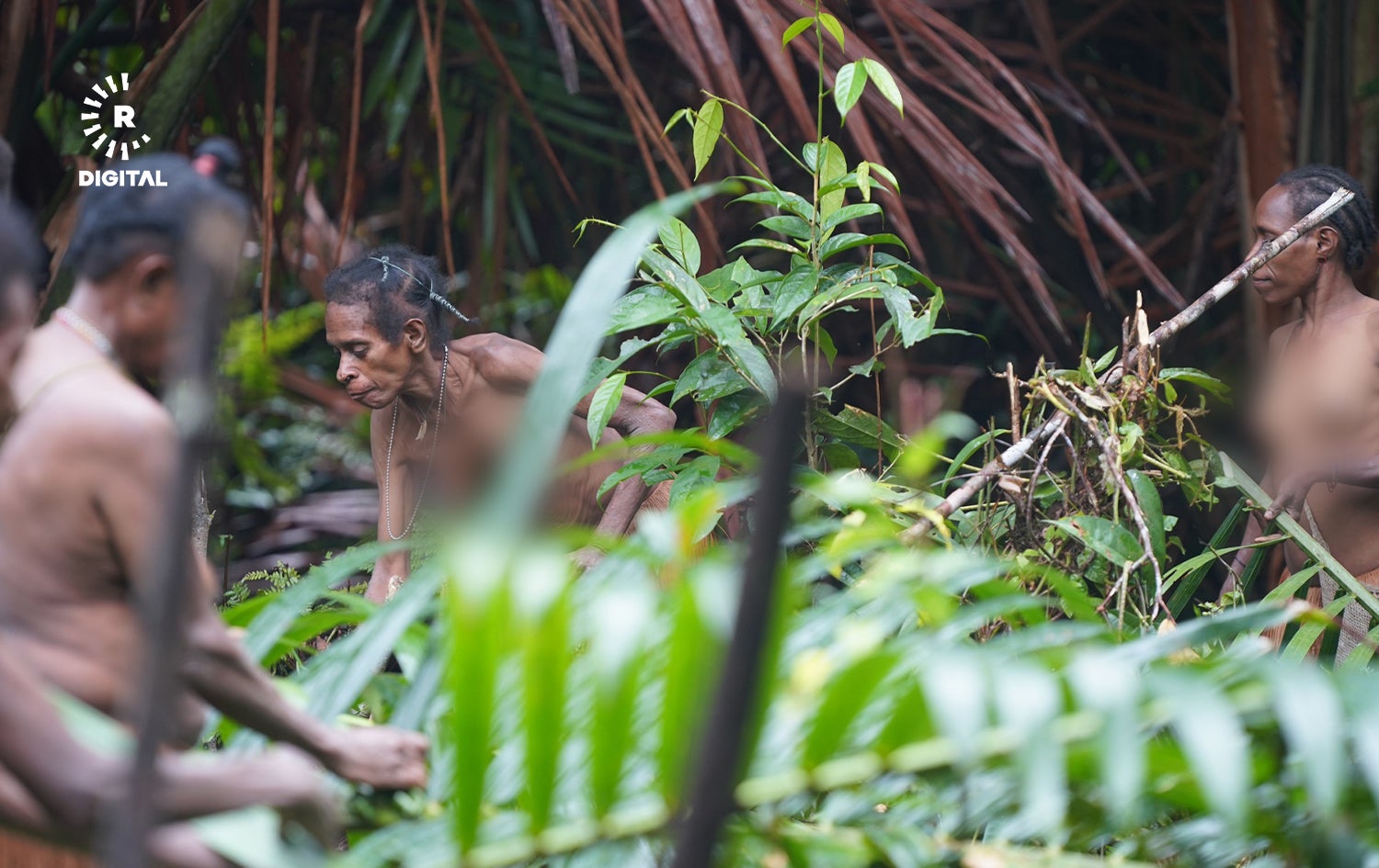 ژمارەیەک کۆرۆوایی بەدوای خۆراکدا دەگەڕێن.