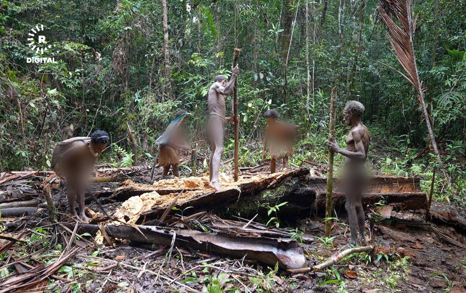 ژمارەیەک کۆرۆوایی لەنێو قەدی دارێکدا بەدوای کرمدا دەگەڕێن.
