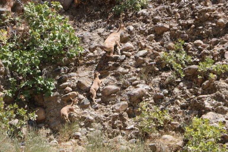 Dağ keçileri (Foto: Mehmet Özkan - DHA)