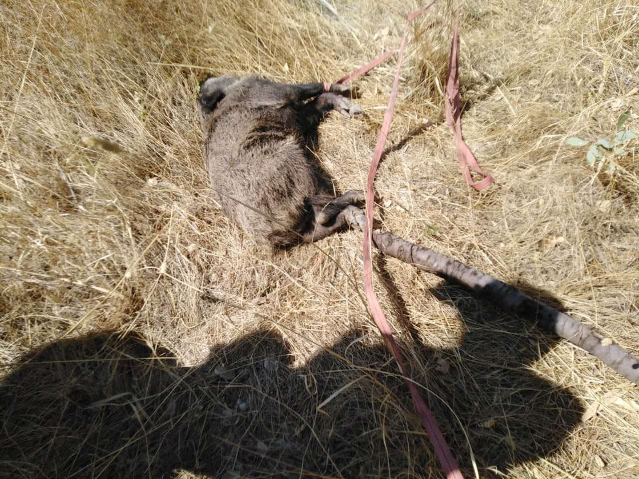 ساتی رزگارکردنی بەرازێک لە بیرێکی ئاودا لە قەزای ئامێدی، وێنە : د.سڵێمان تەمەر بۆ رووداو ناردوونی