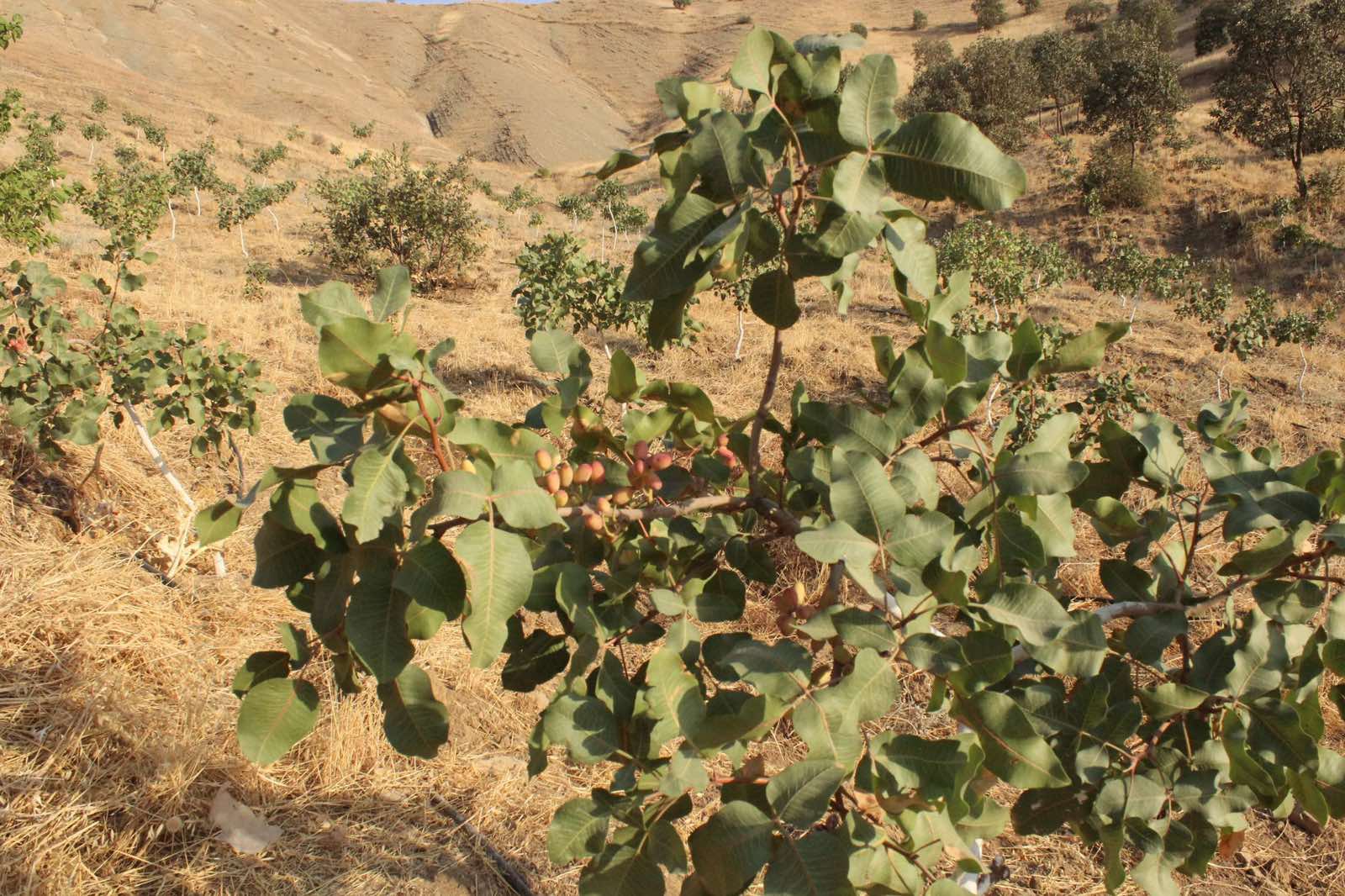 وێنەیەکی دیکەی درەختی فستق