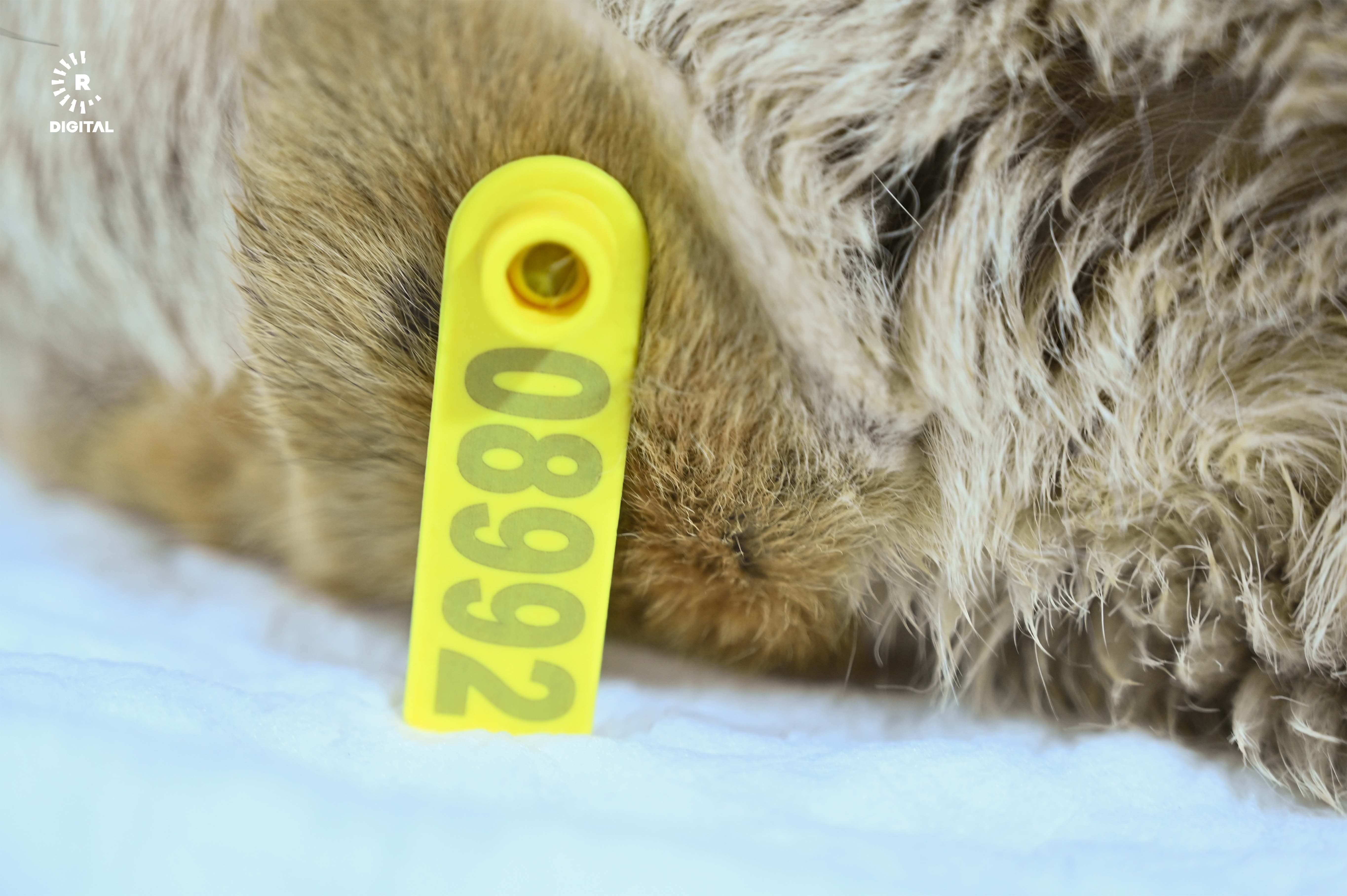 پەناگەی هەولێر بۆ ئاژەڵانی بێلانە. وێنە: بڵند تاهیر- رووداو