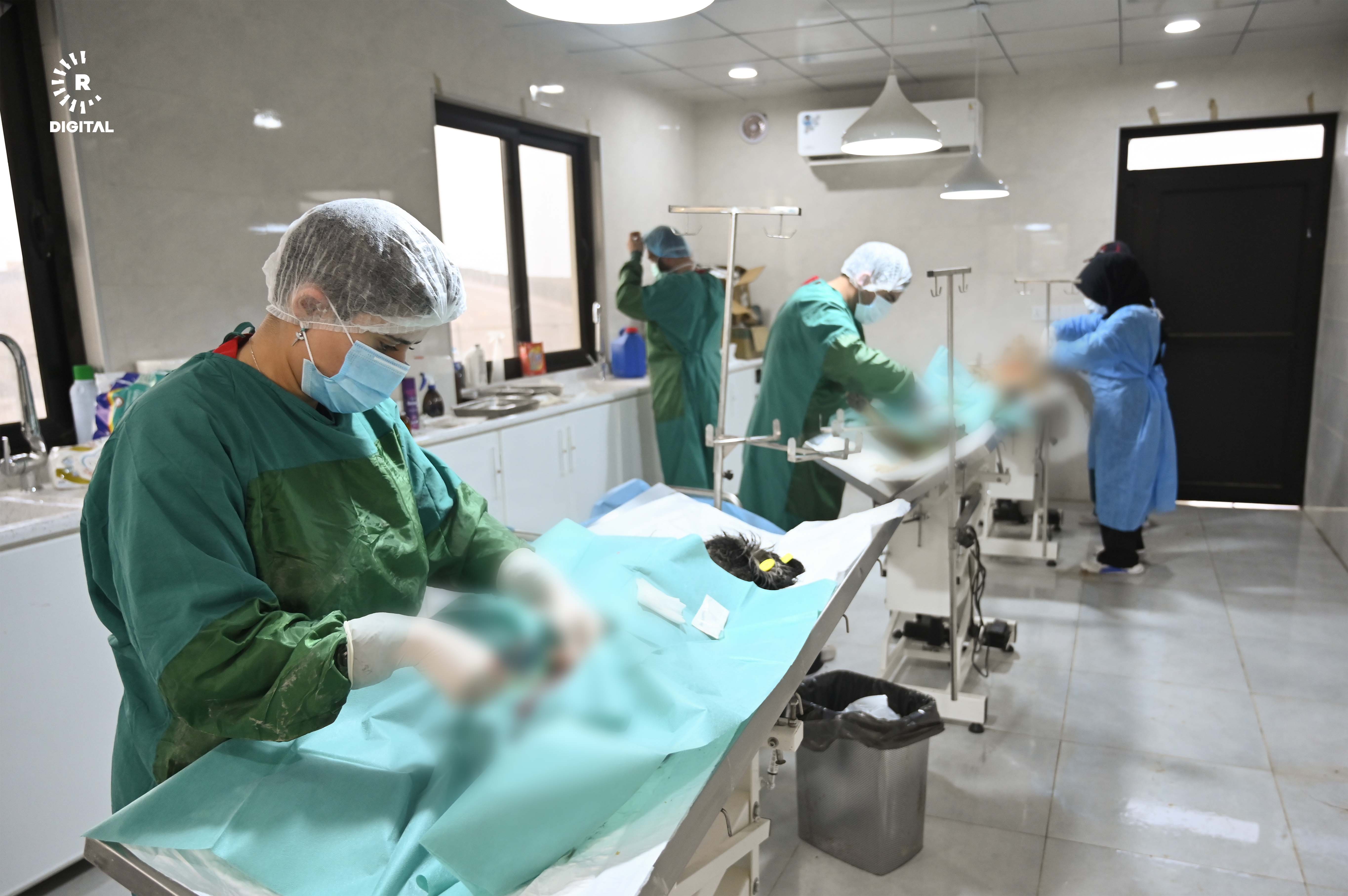 تیمەکە لە پەناگەی هەولێر بۆ ئاژەڵانی بێلانە سەگەکان نەزۆک دەکەن. وێنە: بڵند تاهیر- رووداو