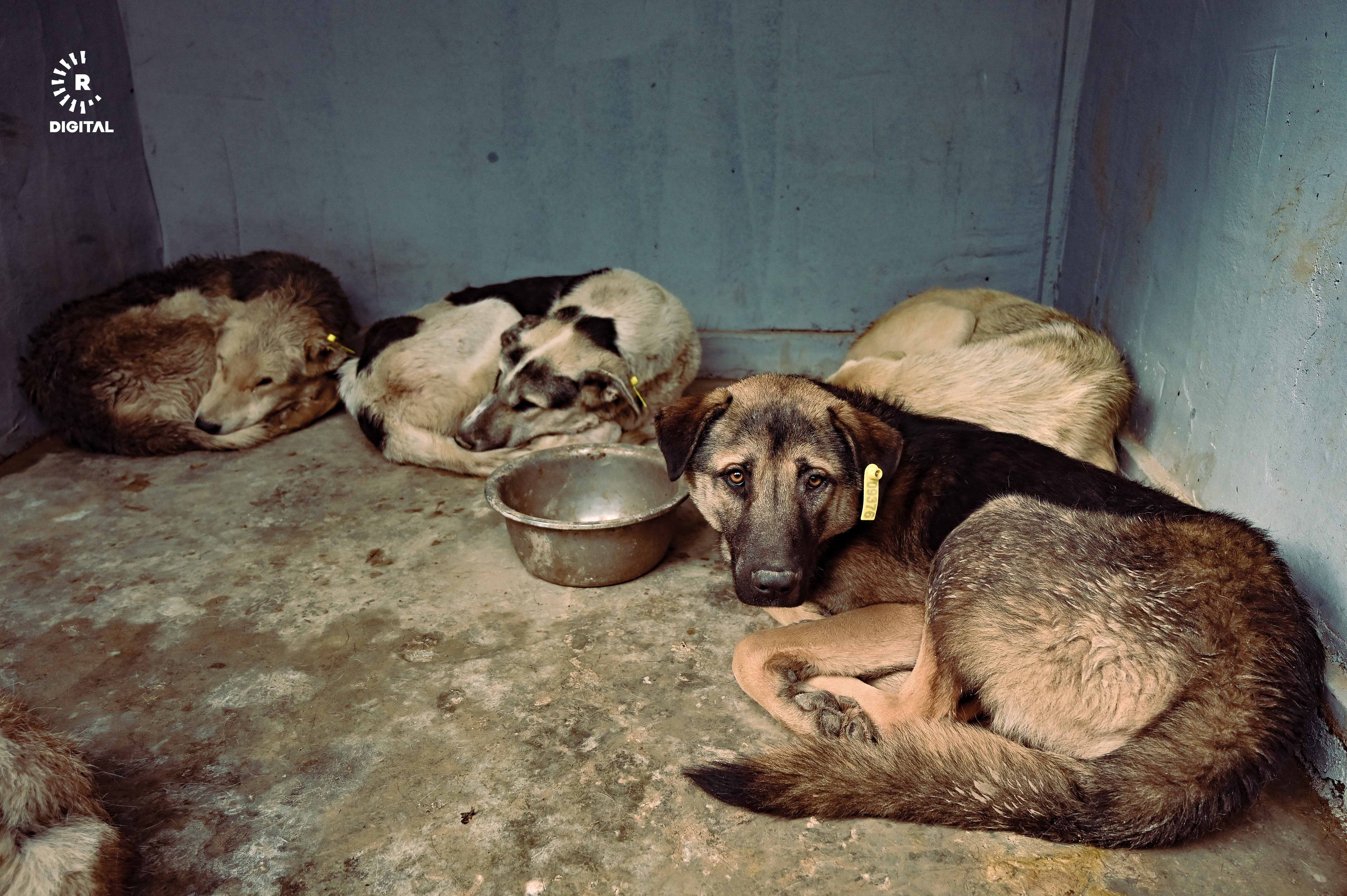 پەناگەی هەولێر بۆ ئاژەڵانی بێلانە. وێنە: بڵند تاهیر- رووداو