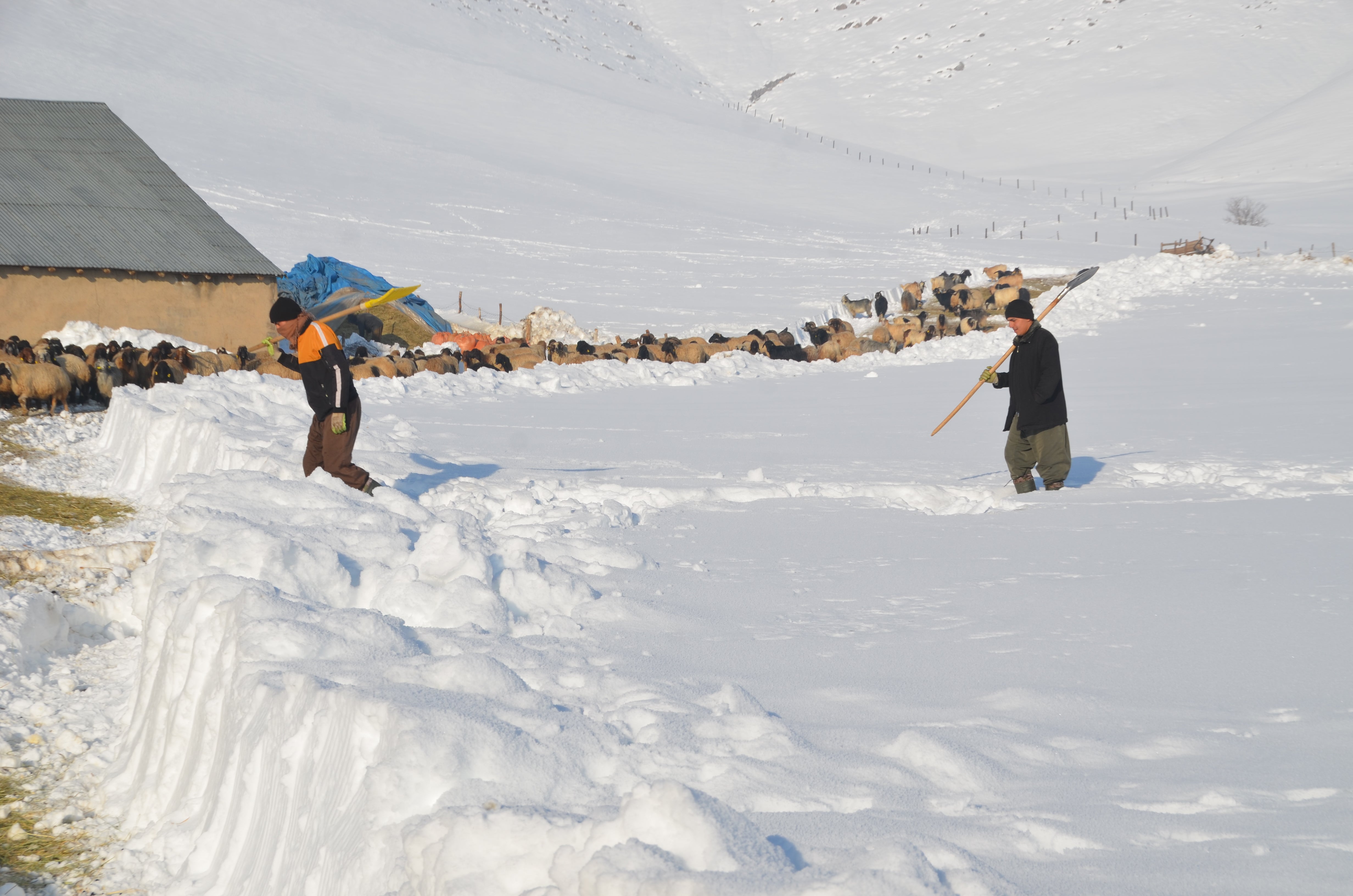 ژیانی هاونیشتمانییان لە هەکاری بەهۆی بەفرەوە زەحمەت بووە. وێنە: AA
