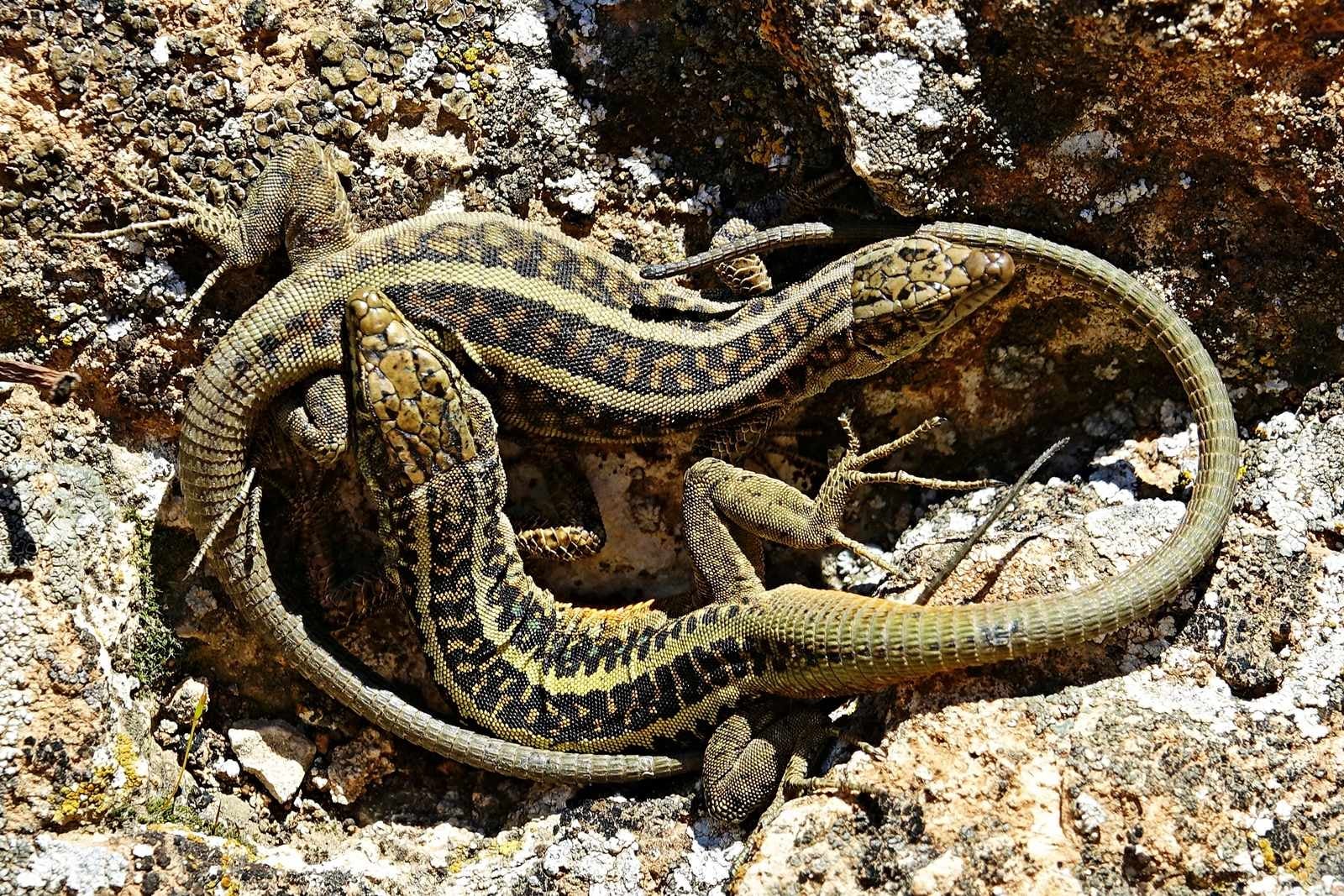 Foto: Mehmet Masum Süer