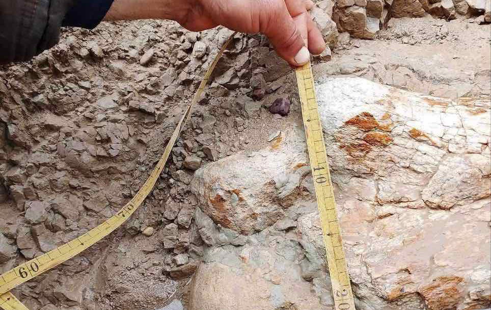 کەسێک درێژی و پانی ئێسکەکە دەپێوێت.