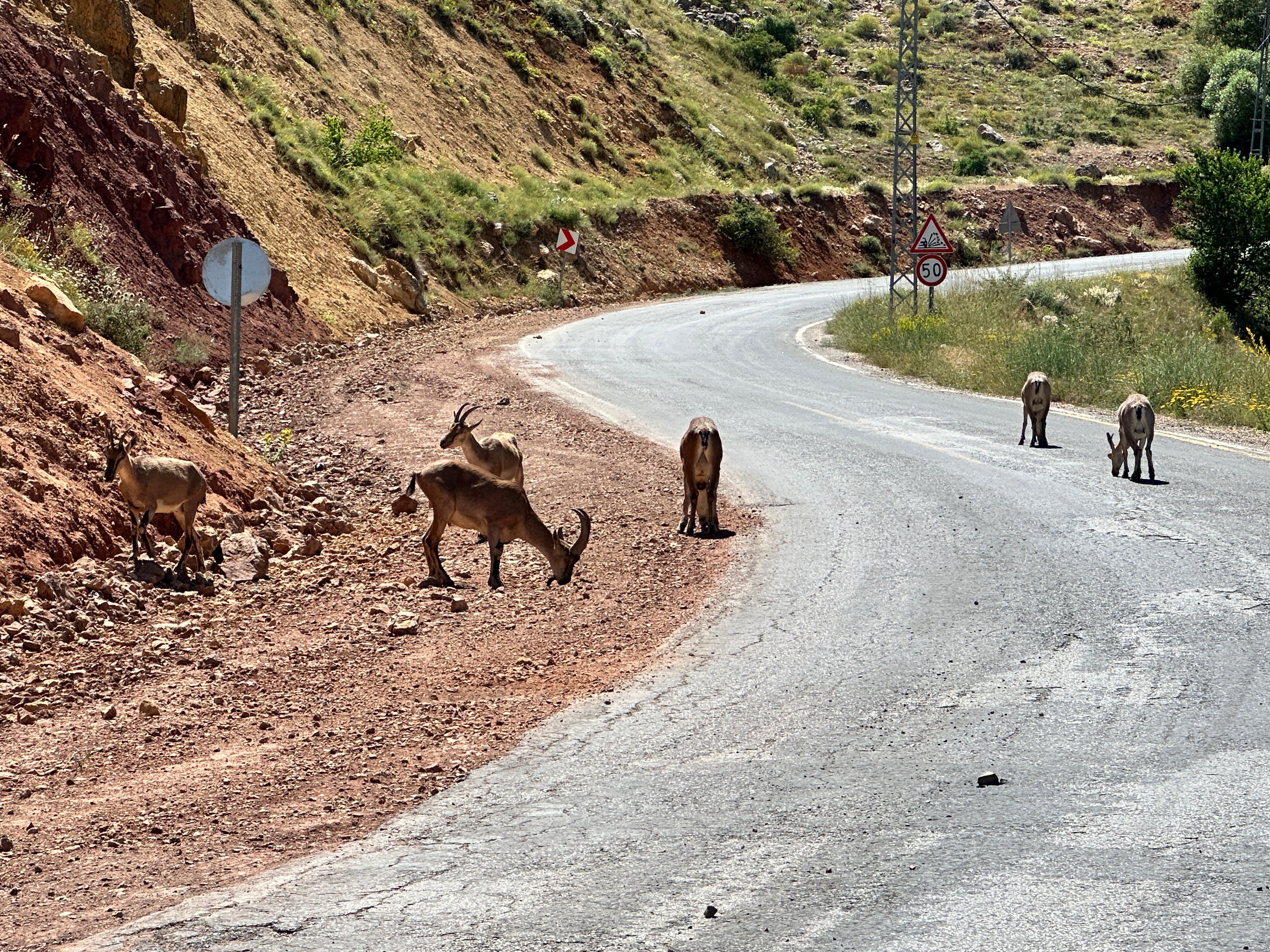 Foto: Ali Haydar Gözlü / Rûdaw Foto: Ali Haydar Gözlü / Rûdaw