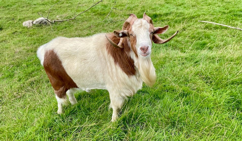 Erkek keçi / Fotoğraf: Bild/Thomas Rothemeier