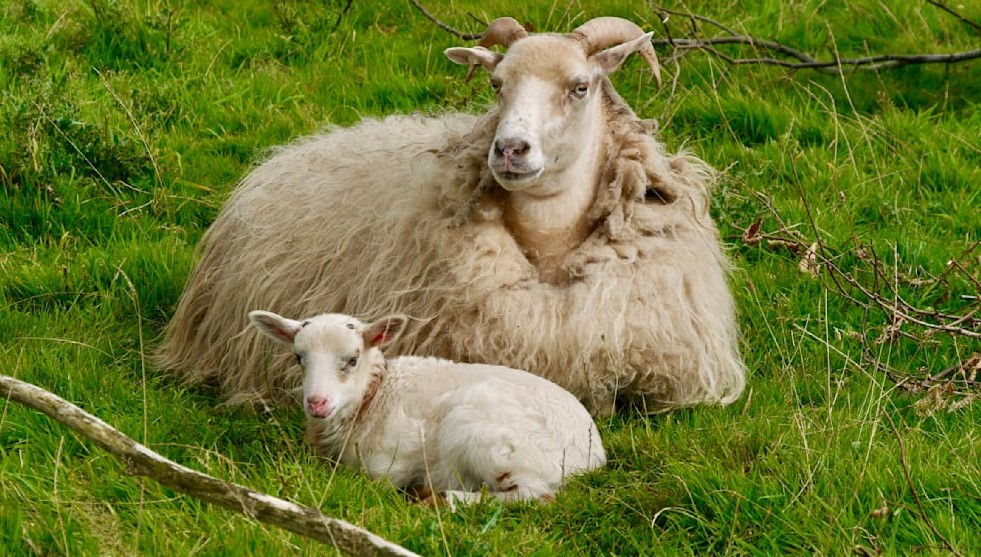 Koyun ve melez yavru / Fotoğraf: Bild/Thomas Rothemeier